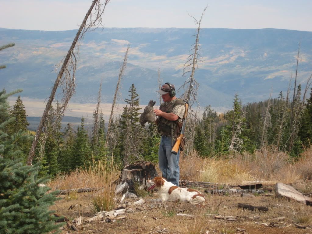 Utah grouse hunt Shotgun Forum